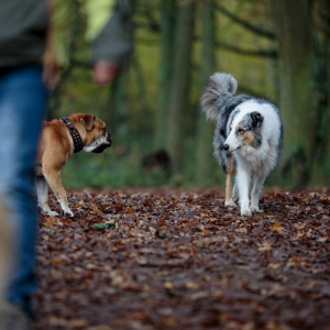 Benny Und Pebbles 02