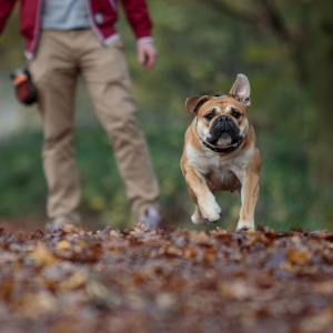 Benny Und Pebbles 04