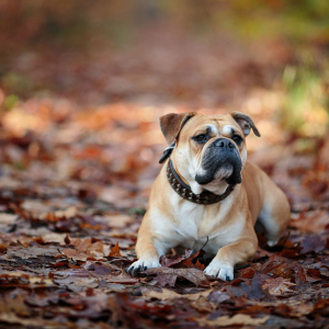 Benny Und Pebbles 05